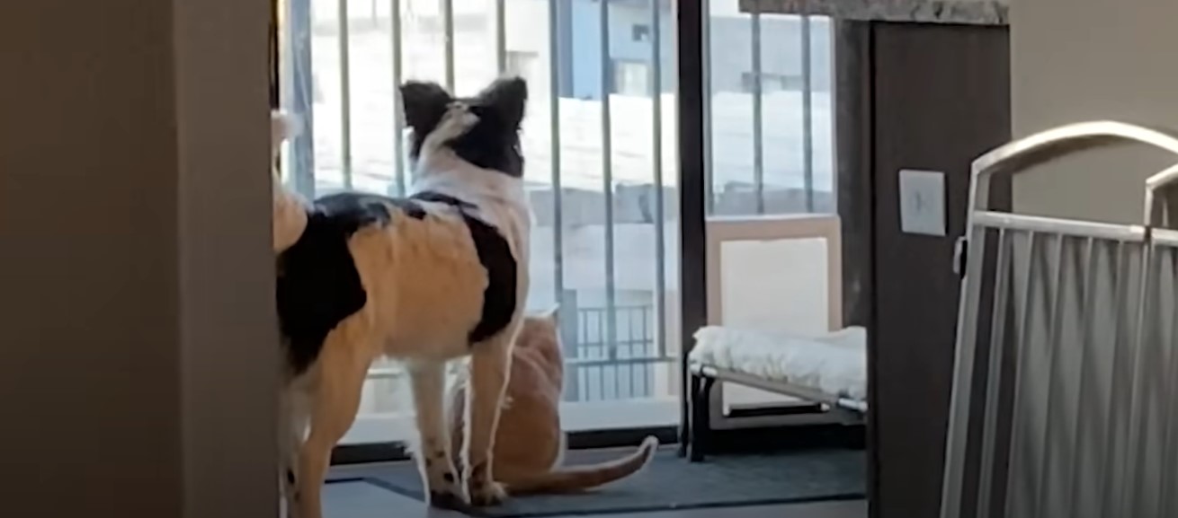 dog and cat looking through the balcony