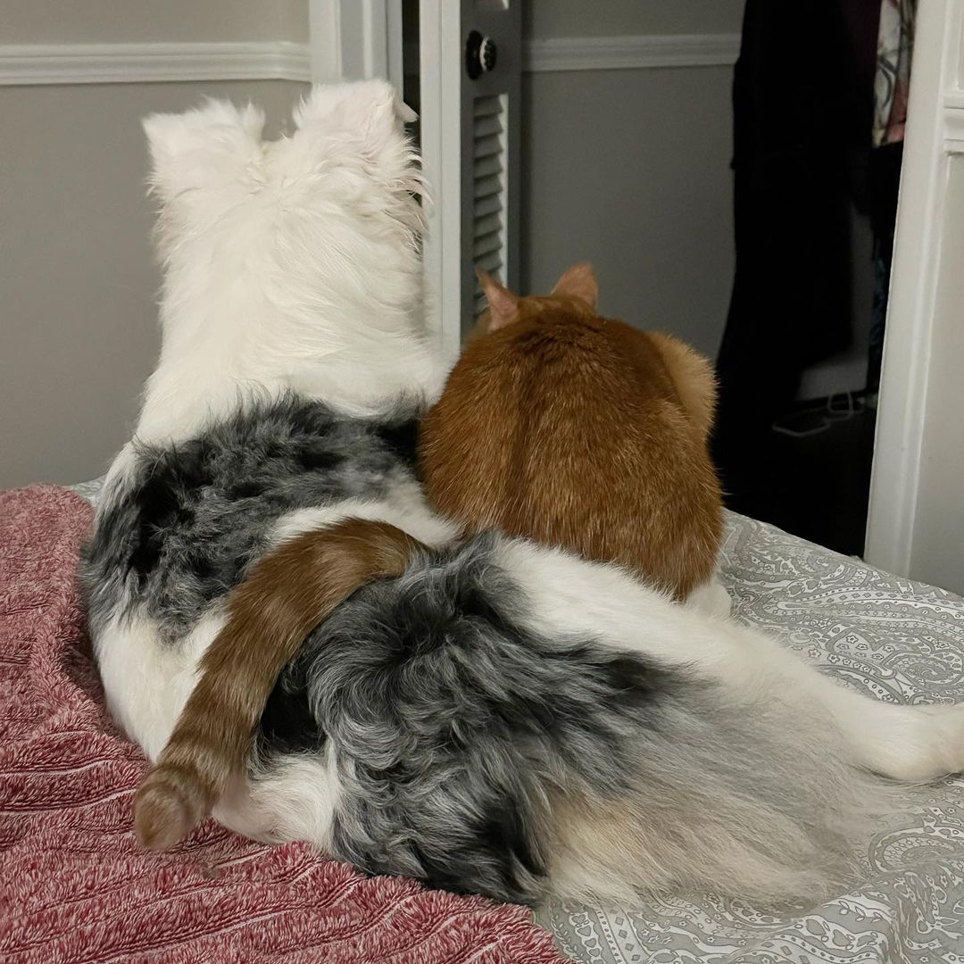 dog and cat lying on the bed