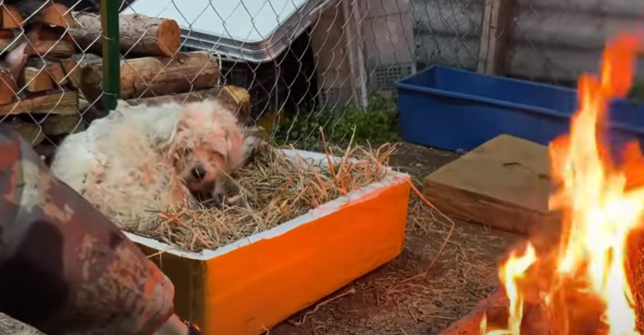 dog and fire