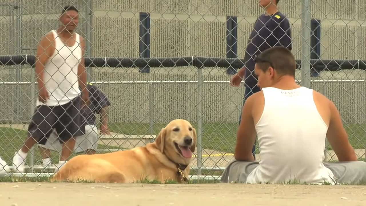 dog and guy playing on the ground