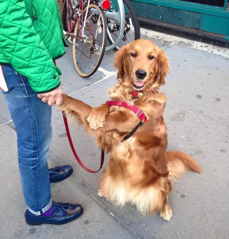 Dog and guy standing near cycles