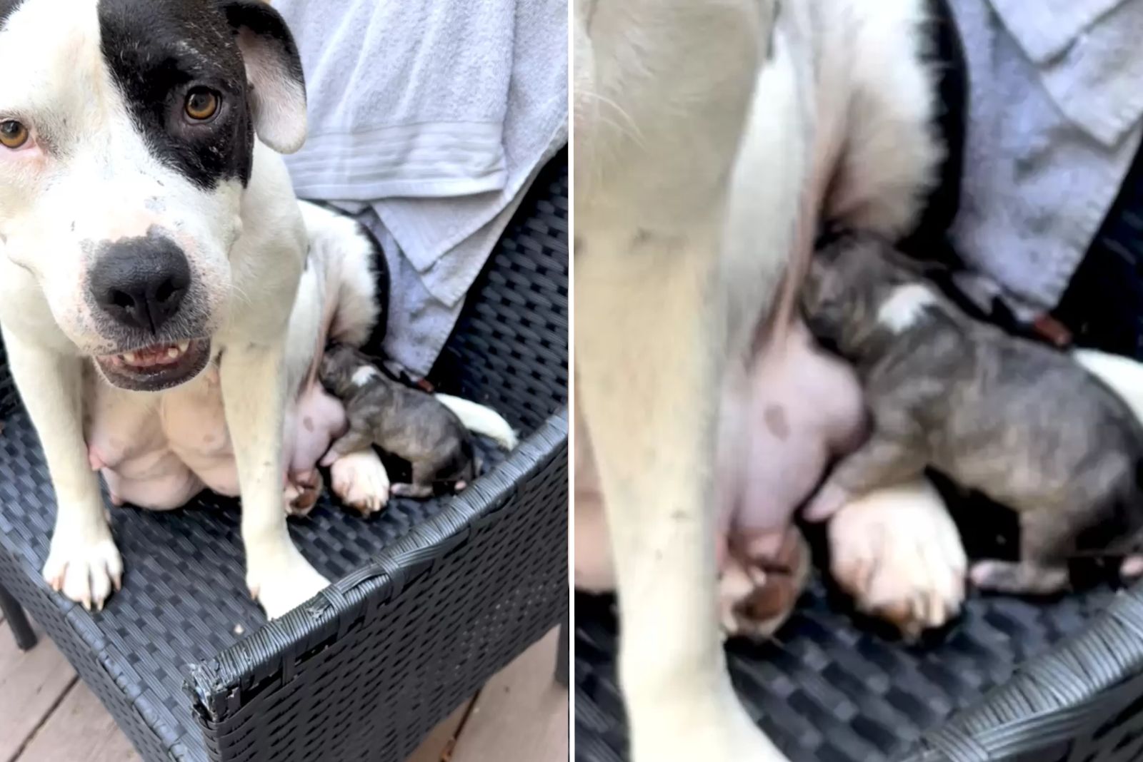 dog and her puppies