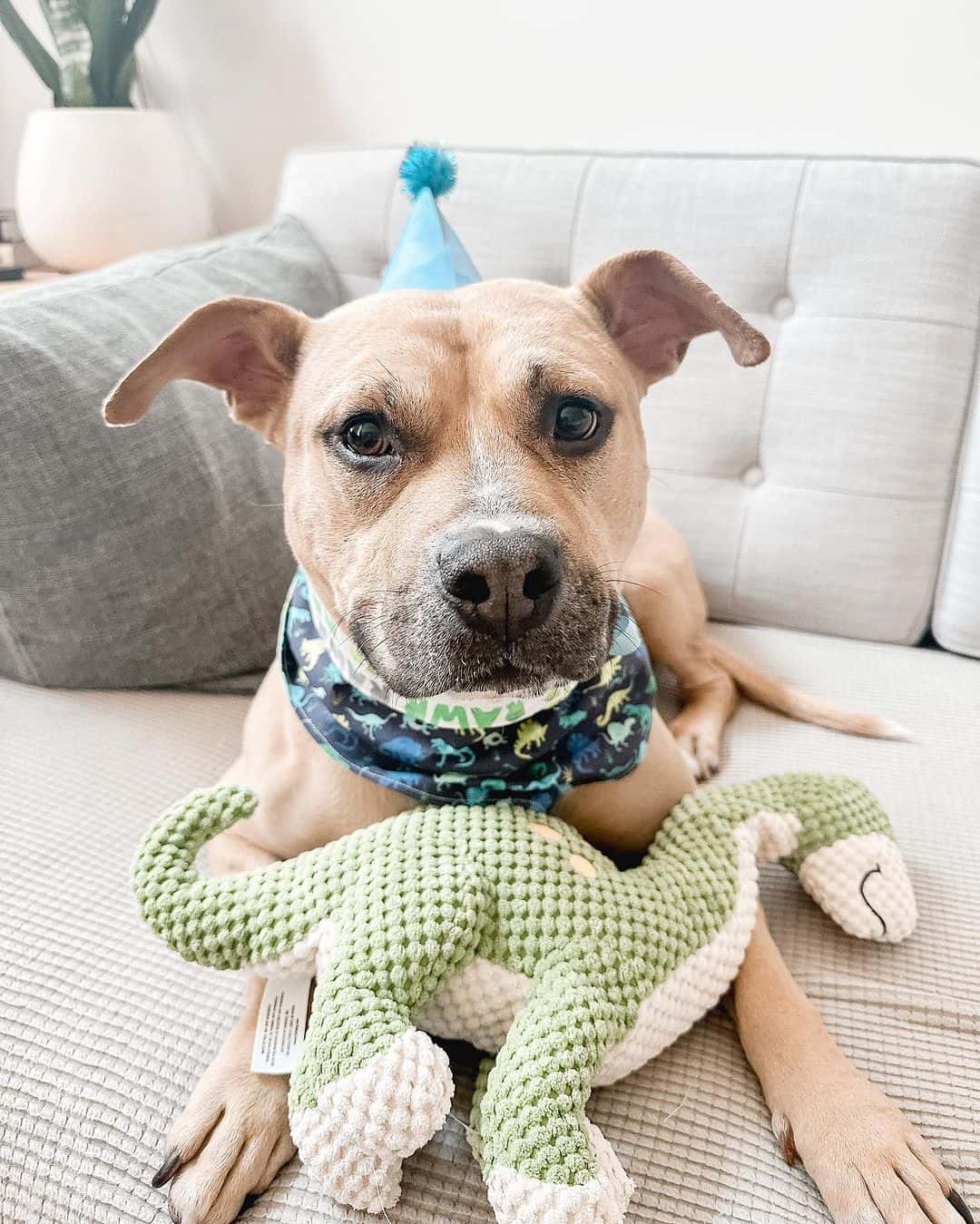 Dog and his toy