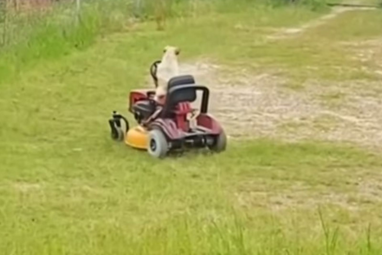 dog and his vehicle