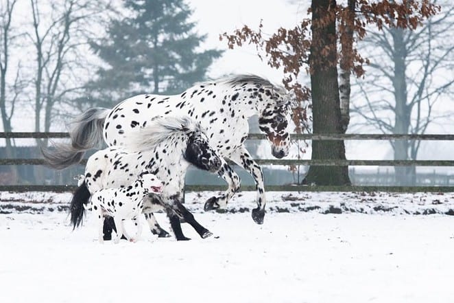 dog and horses with similar coat pattern