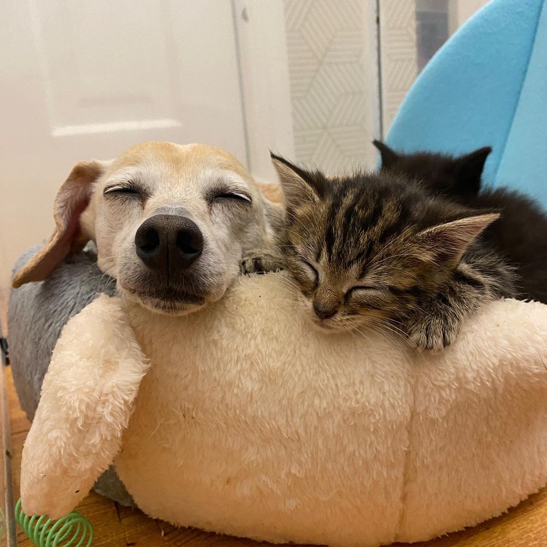 dog and kitten sleeping