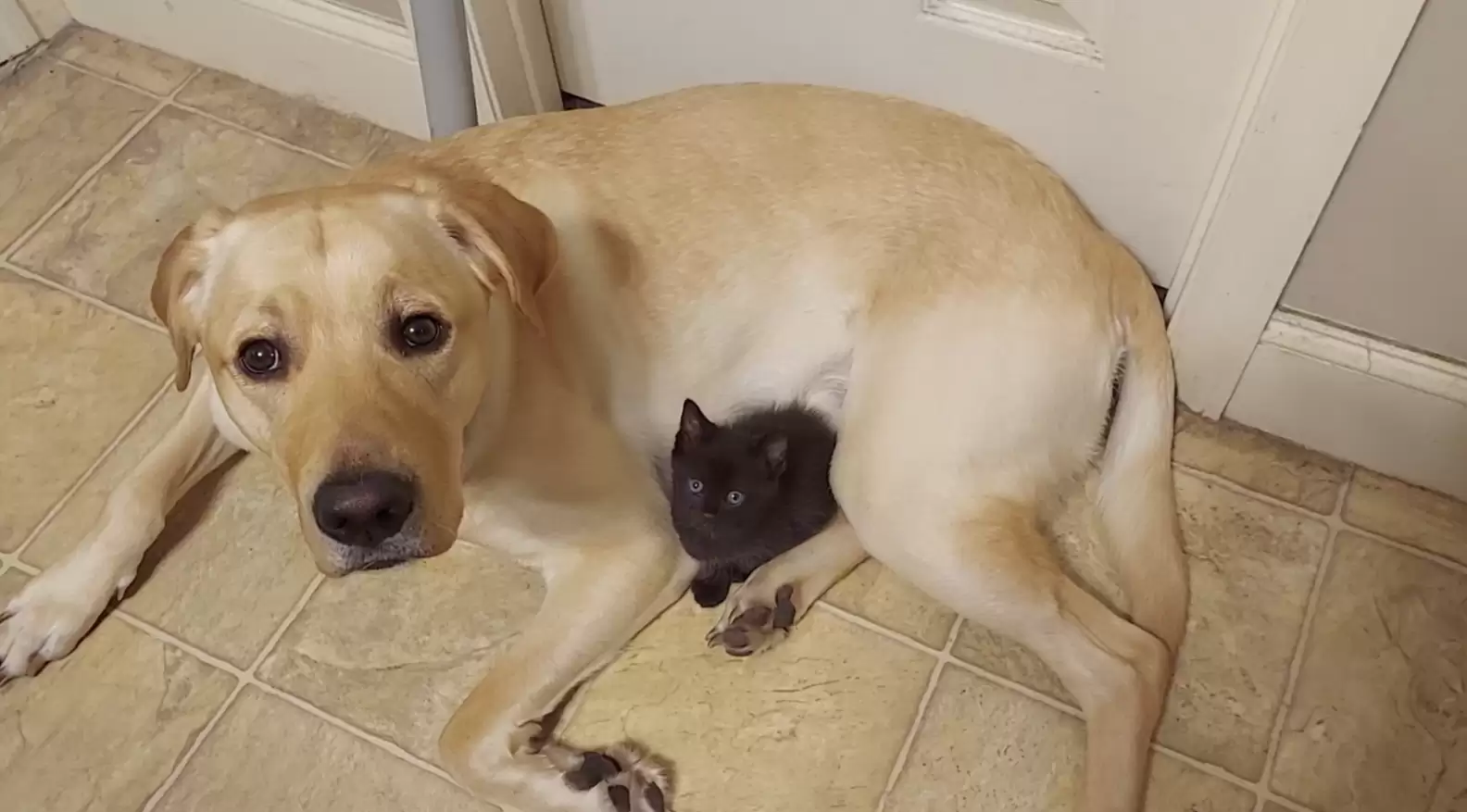 dog and kitten together posing