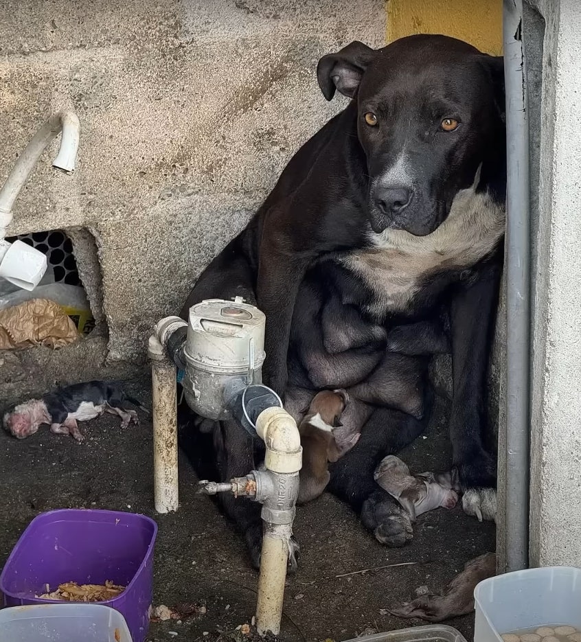 dog and newborn puppies