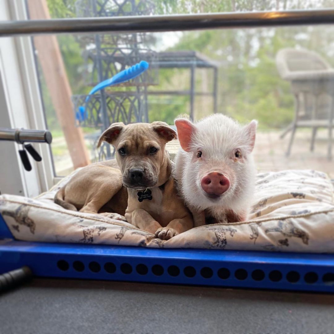 dog and pig in bed