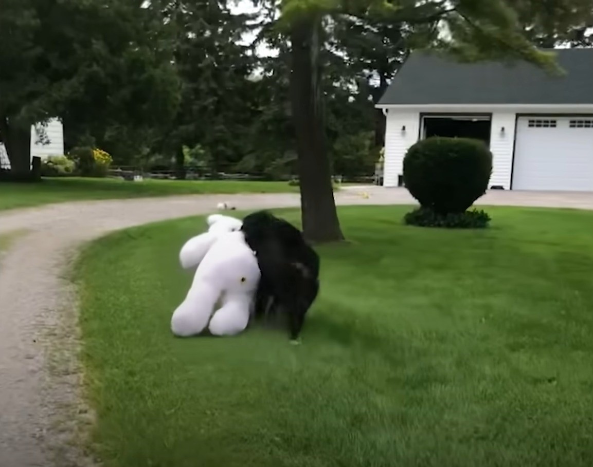 dog and plushy toy