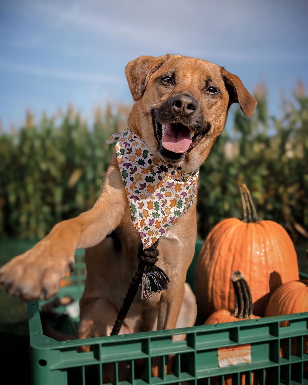 Dog and pumpkins