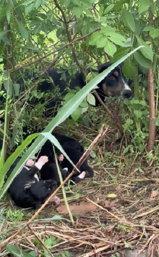 dog and puppies in bush