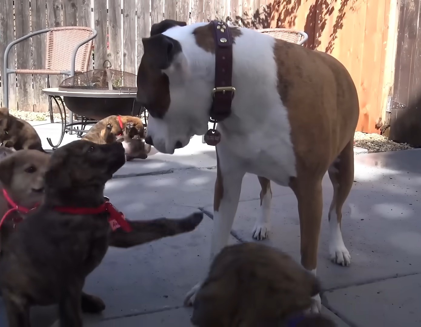 dog and puppies in the yard