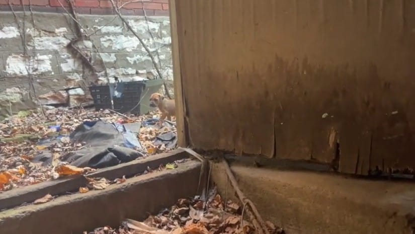 Dog and puppies standing behind the wall