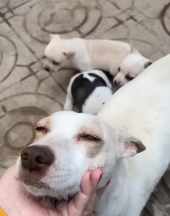 dog and puppies