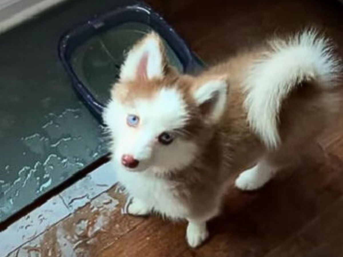 dog and spilled water