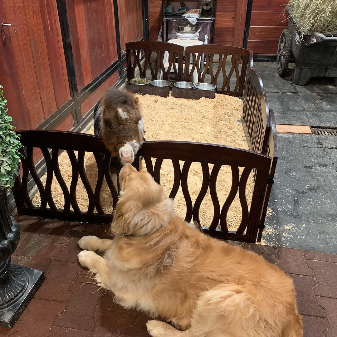 dog and tiny horse