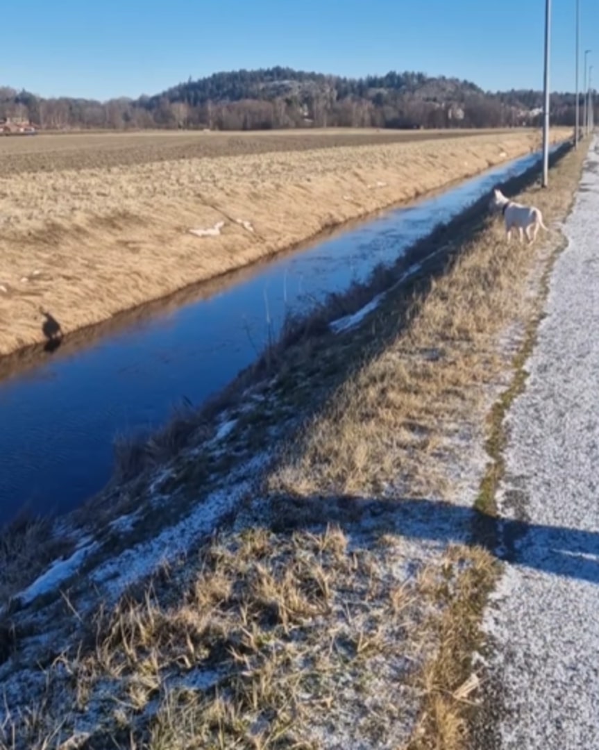 dog and tiny river