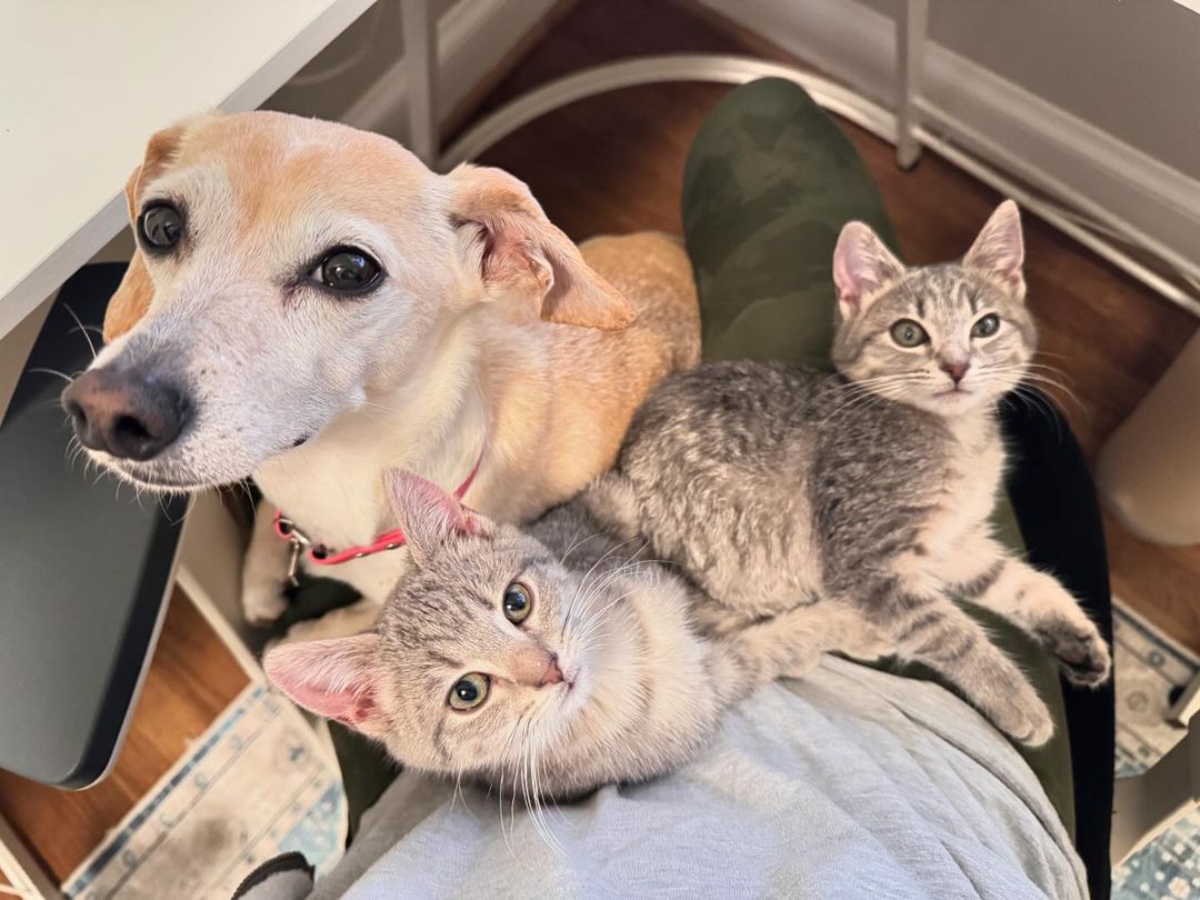 dog and two kittens