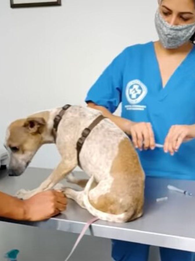 dog and woman vet