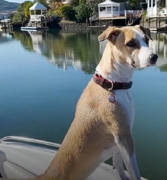 dog at the lake