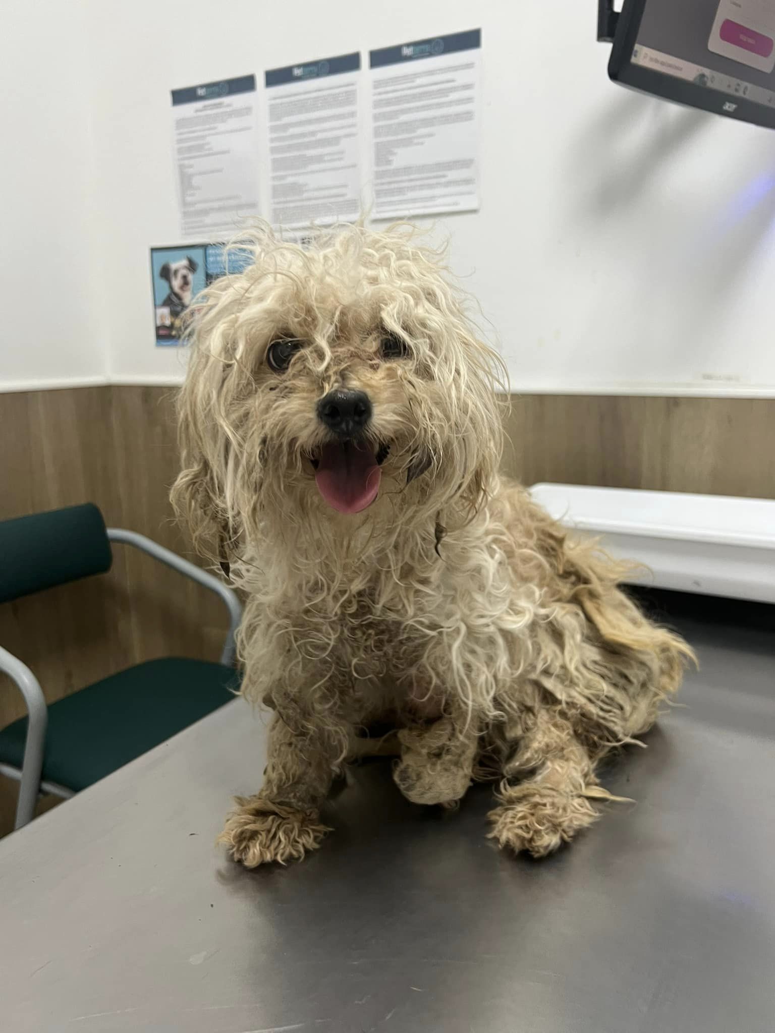 dog at the vet clinic