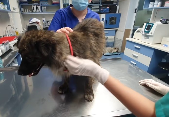 dog at vet clinic