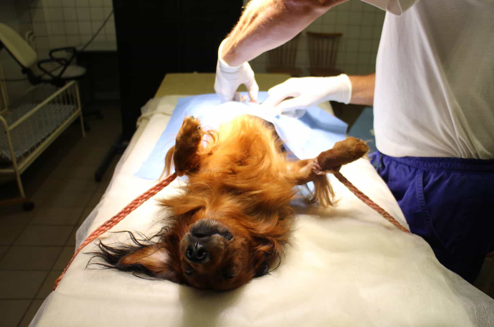 dog at vet's table