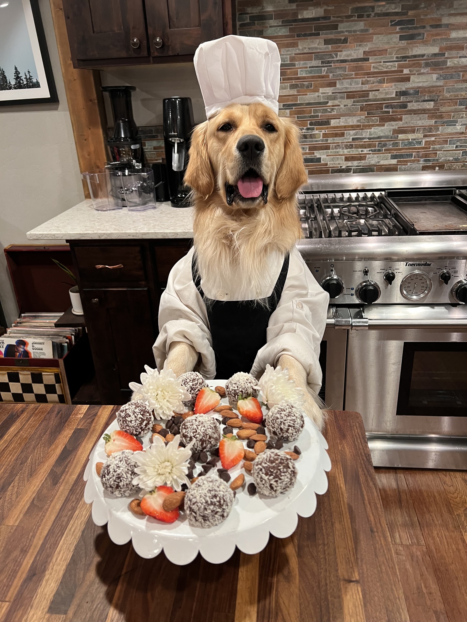 dog in a chef costume holding a cake