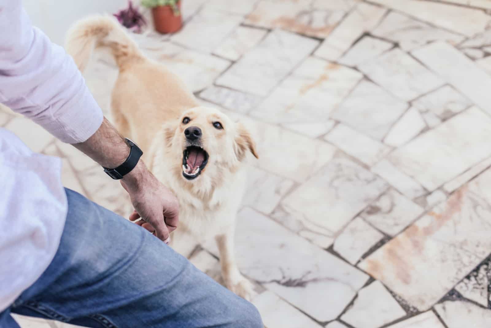 dog barking at owner