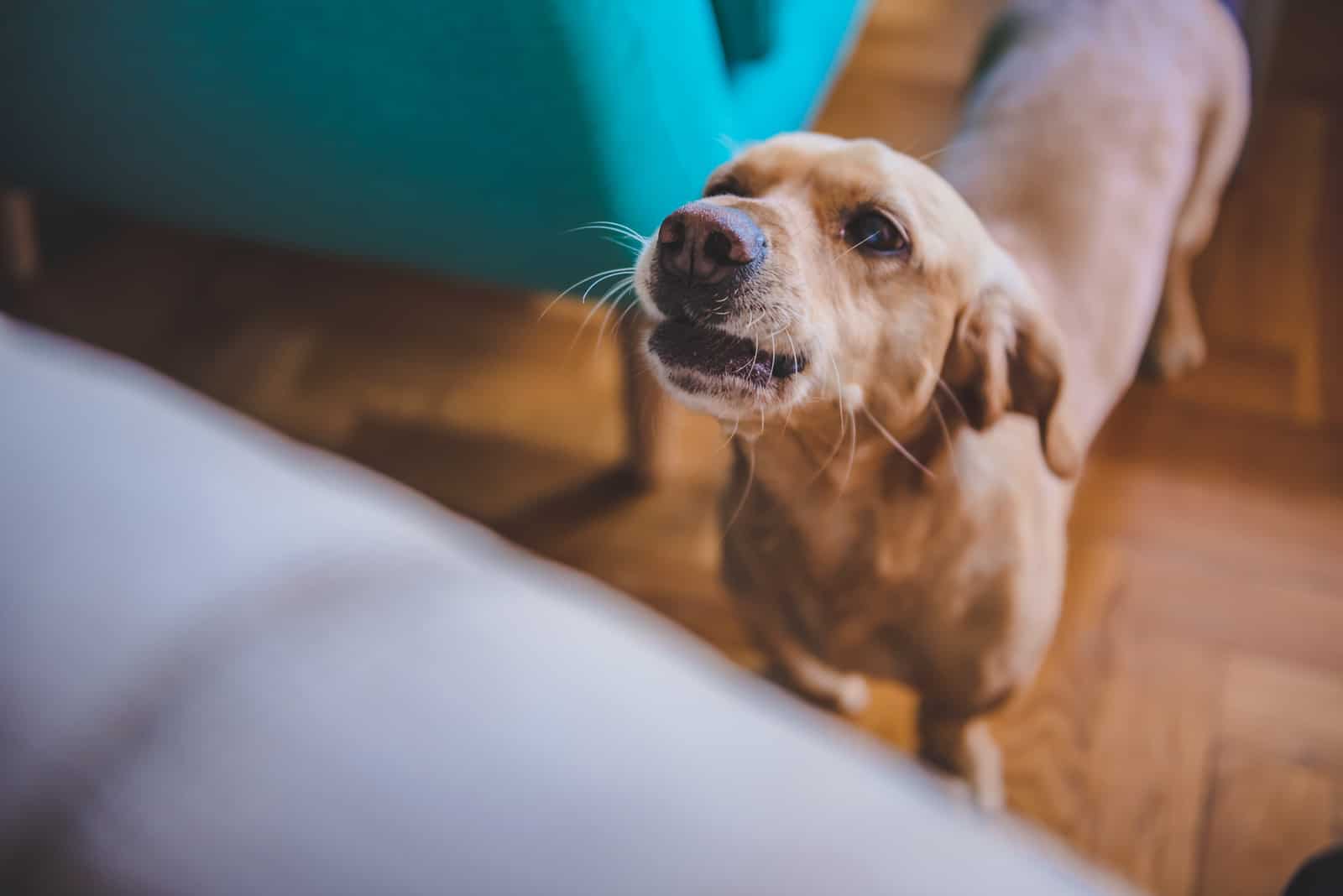 dog barking by sofa