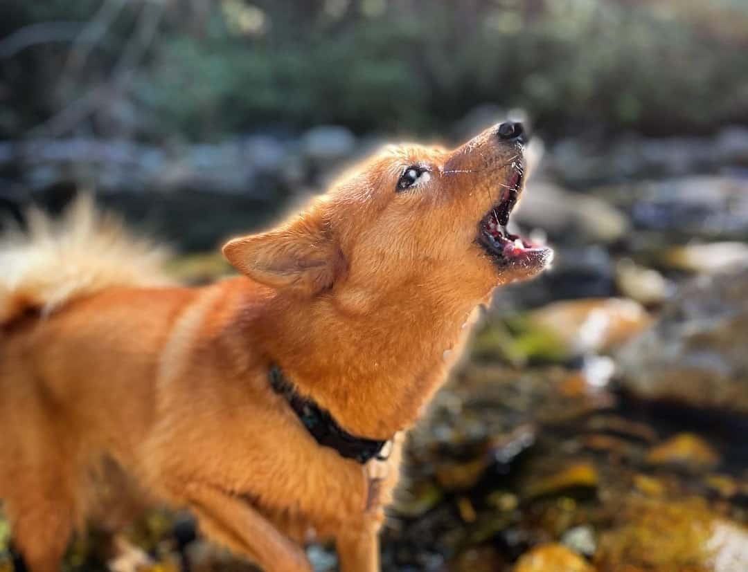 dog barking in nature