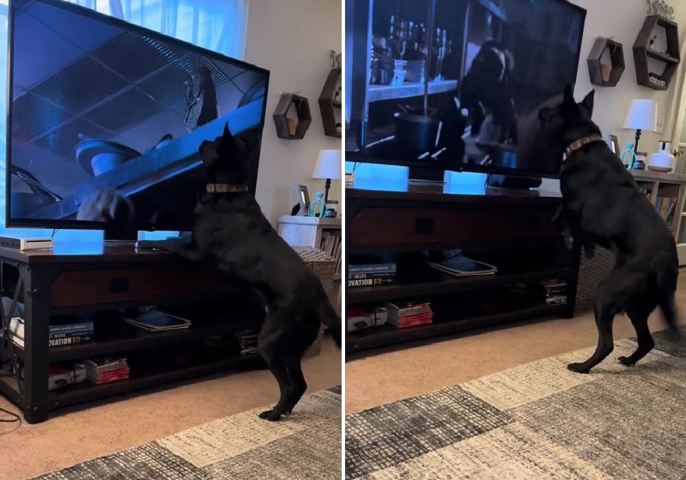 dog barking on tv