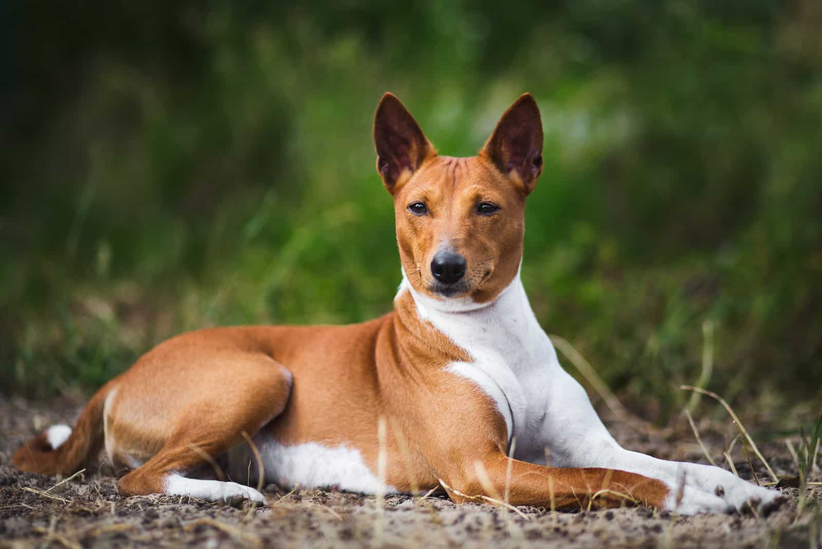 Dog basenji lying on the grass