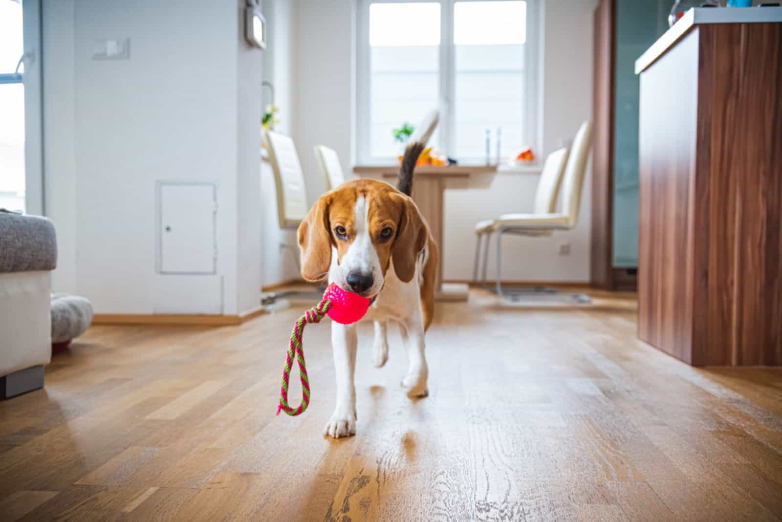 Dog Beagle featching a toy indoors in bright interior