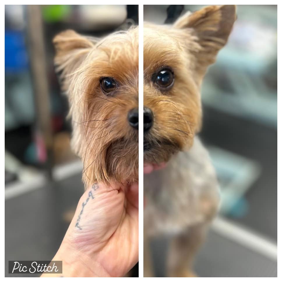 dog before and after