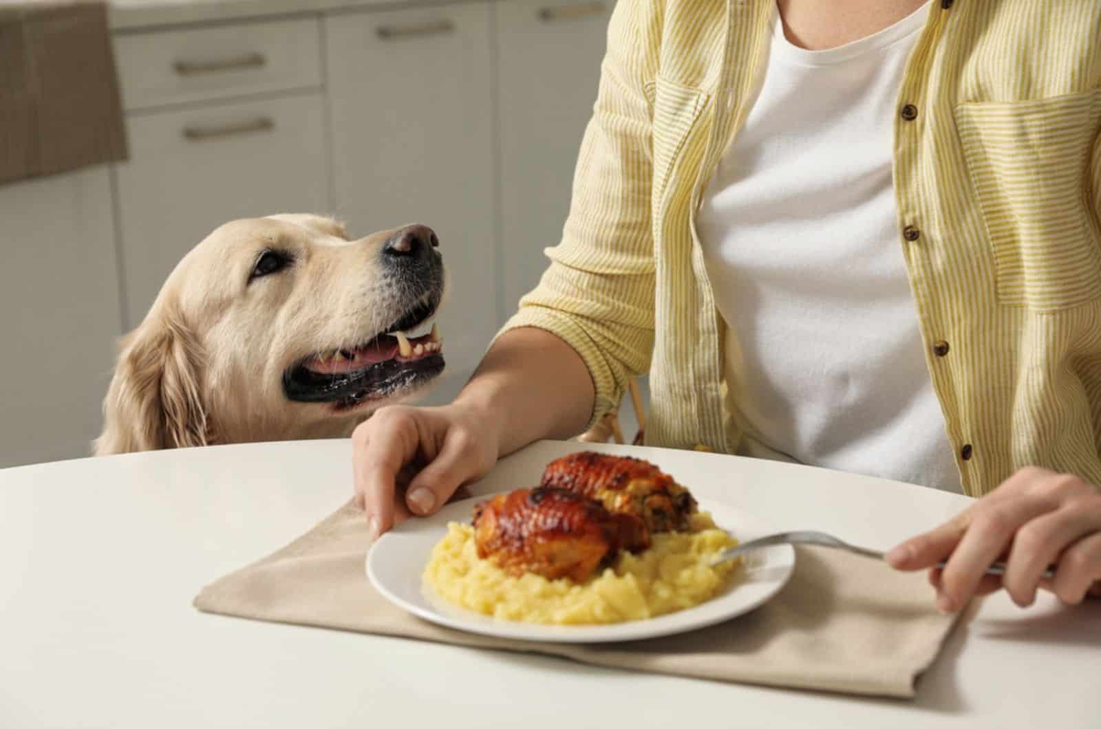 dog begging for food while owner eating at table