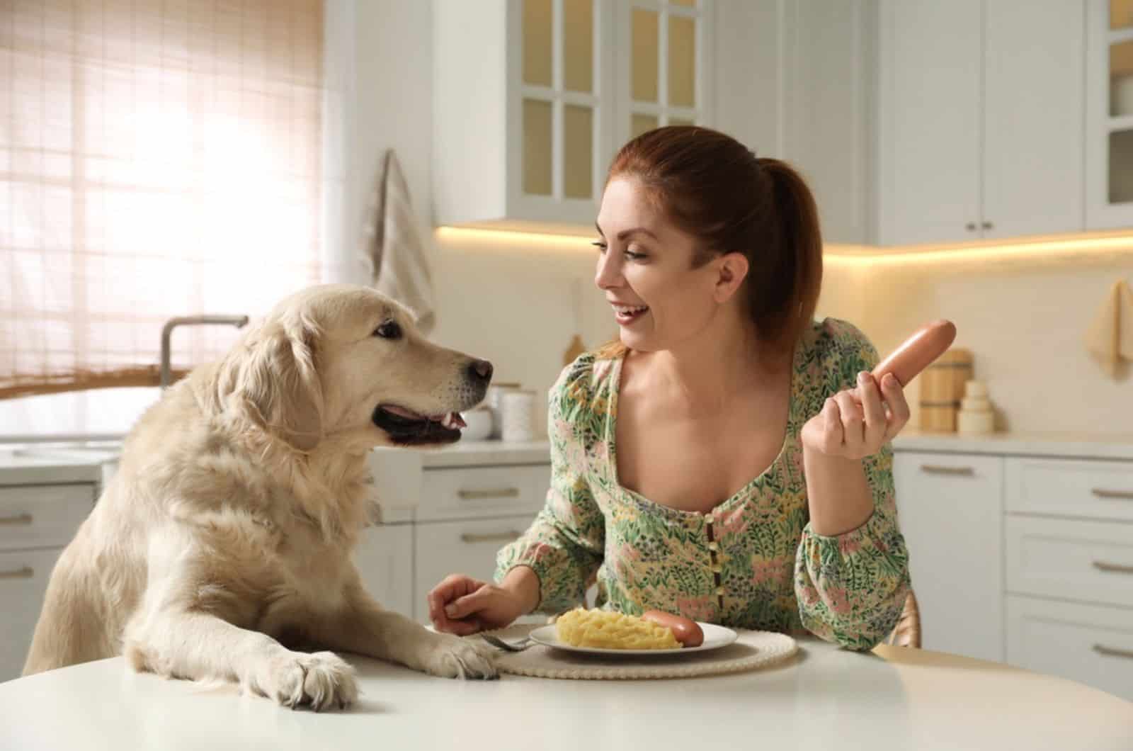 dog begging for food while owner eating at table