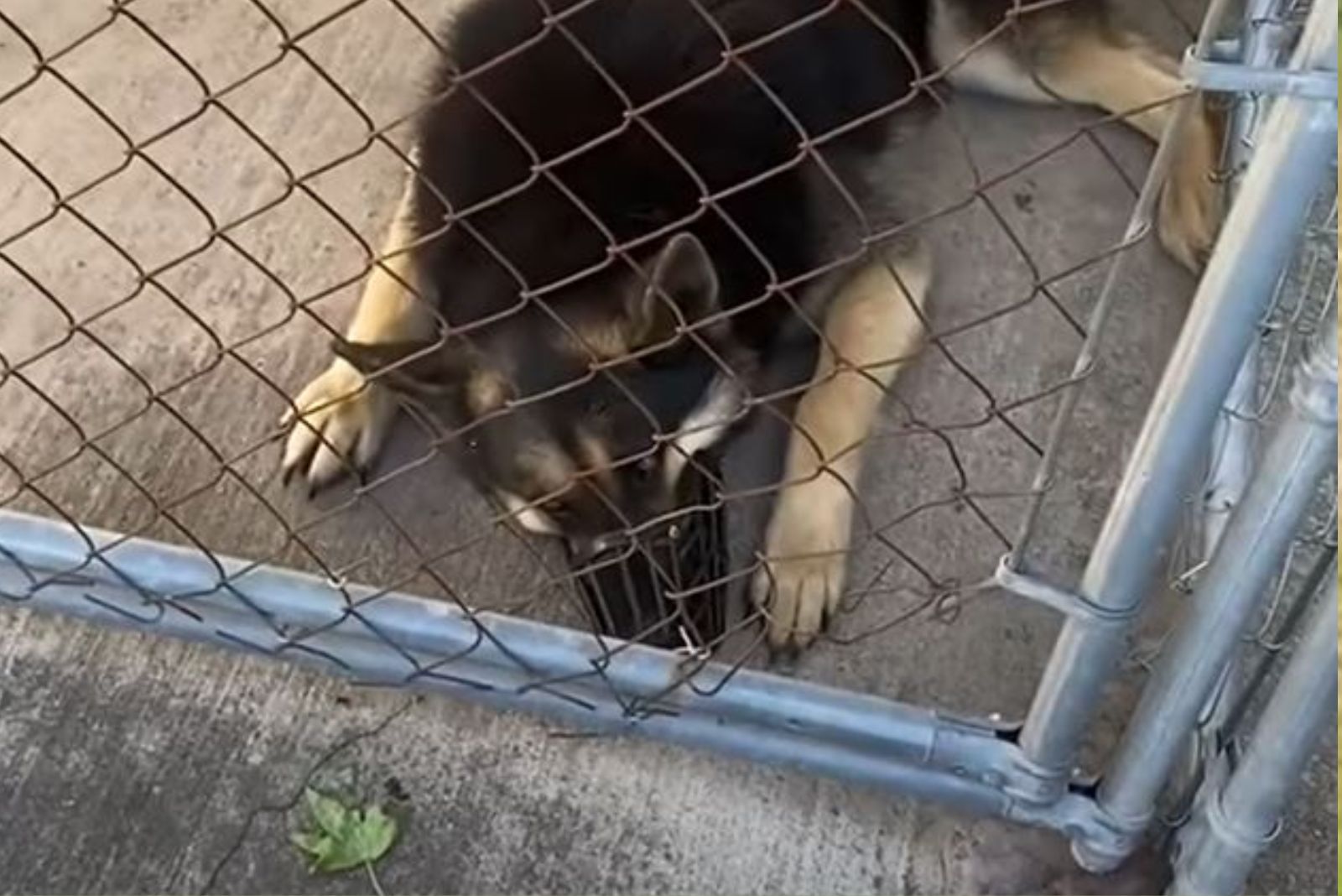 dog behind gate