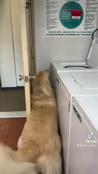 dog behind the door by the washing machine