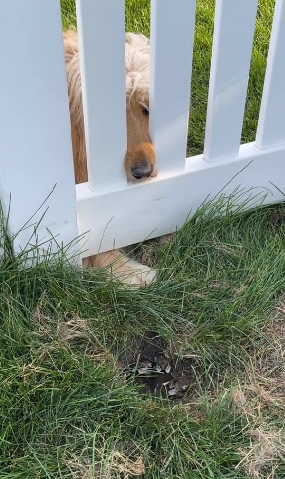 dog behind the fence