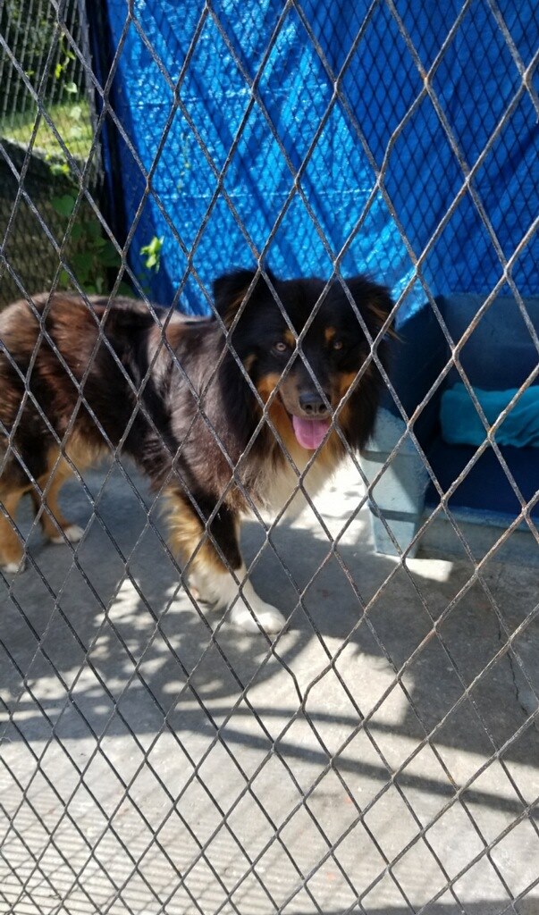 dog behind the fence bars