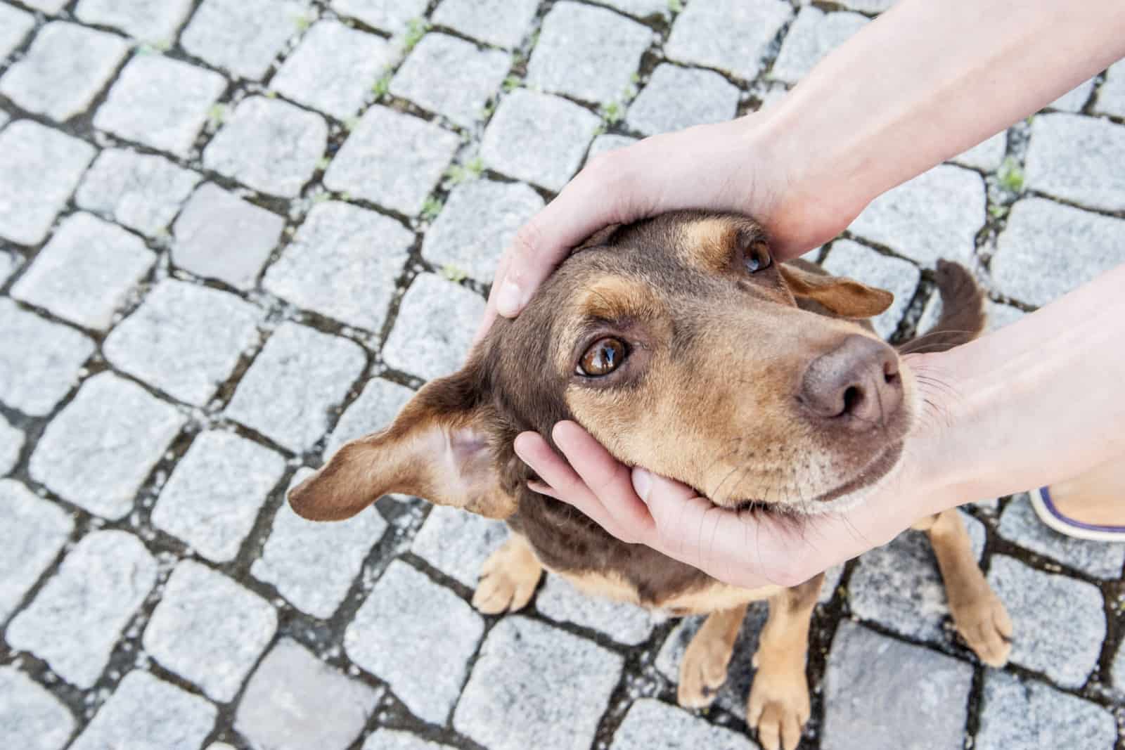 Dog being cuddled, protected petted on the head