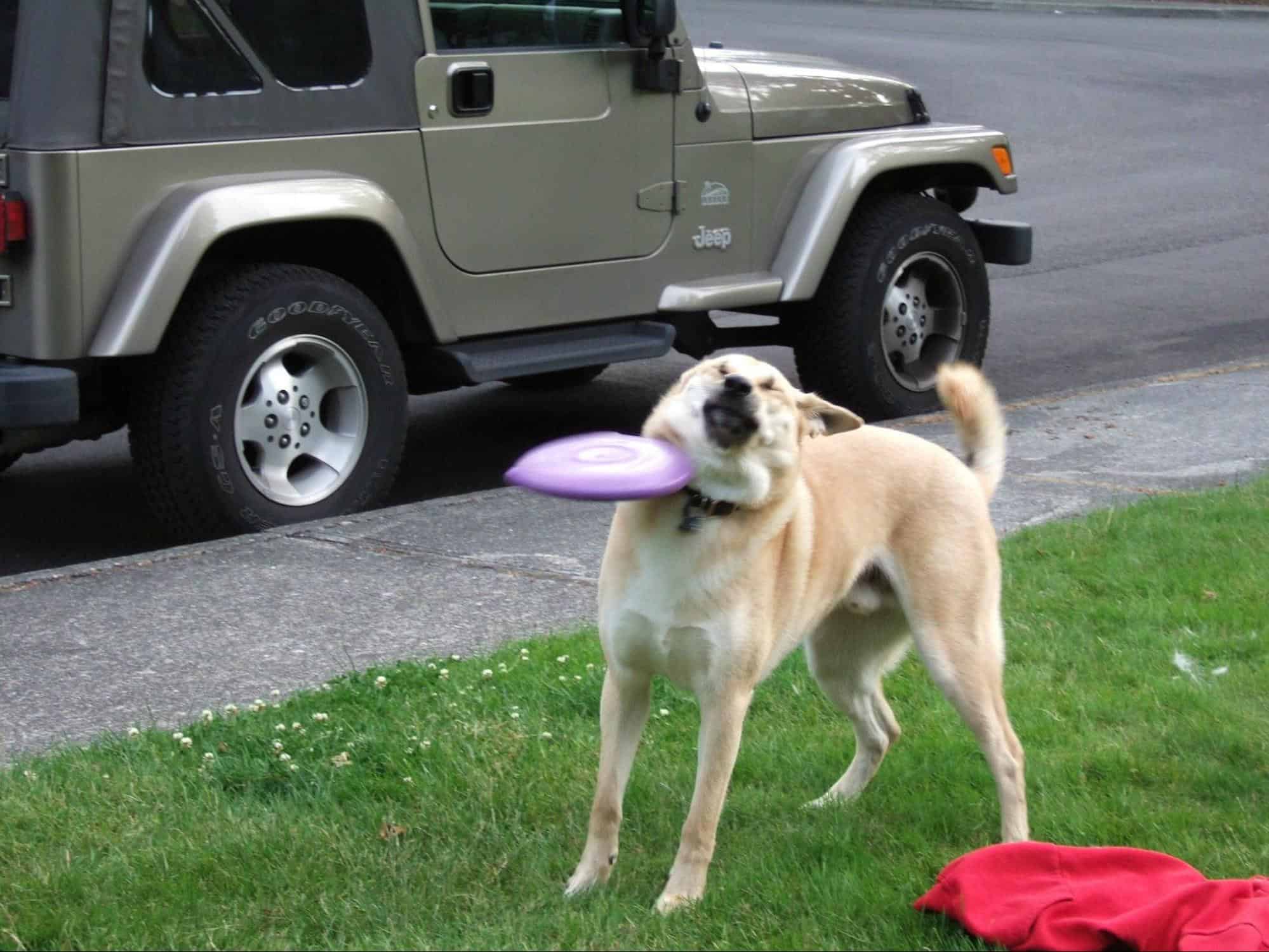 dog being hit with a frisbee