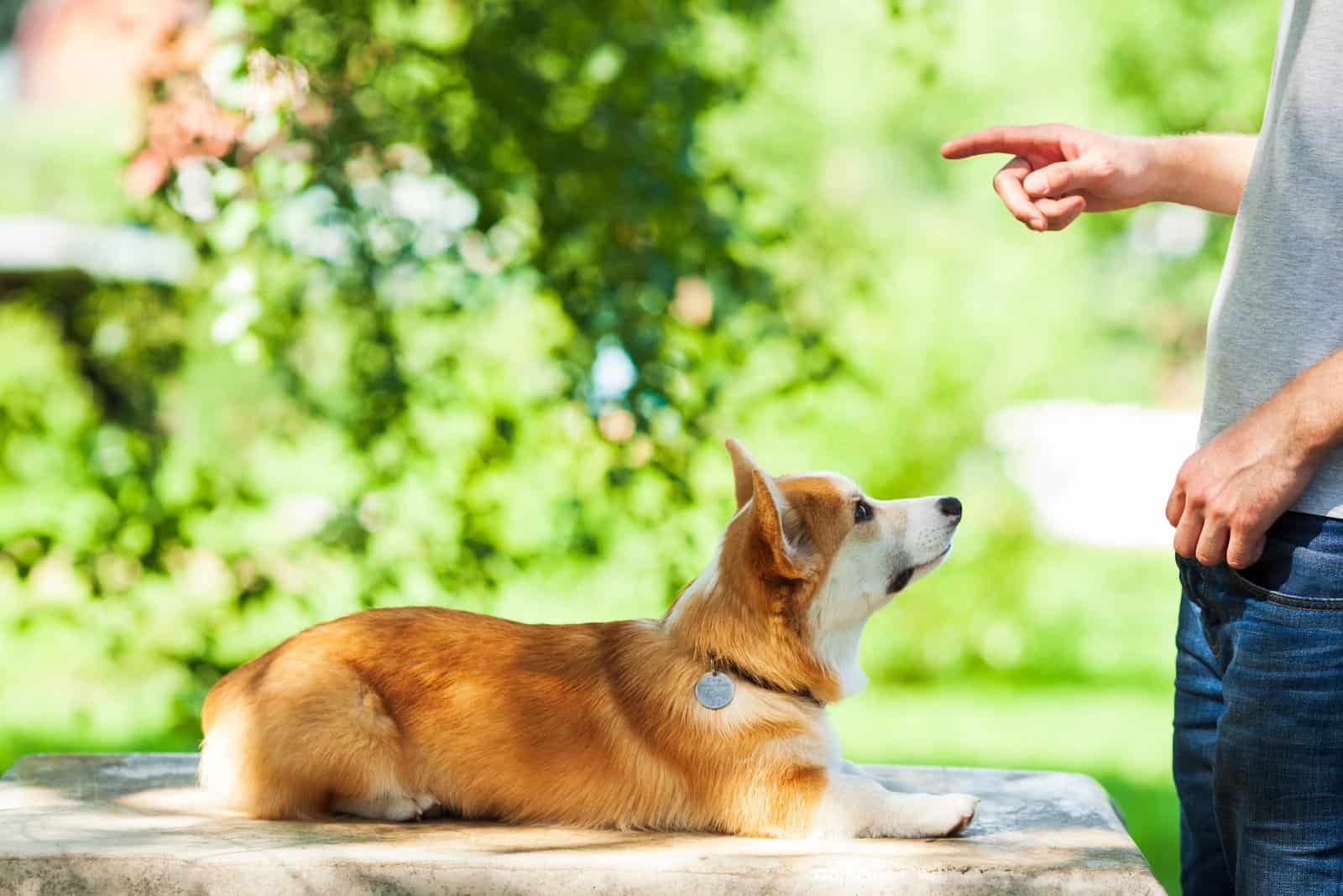 dog being trained by corgi breeders in michigan