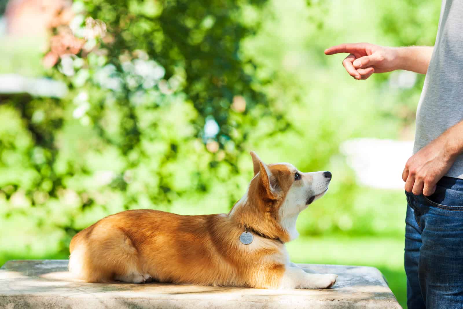 dog being trained by owner