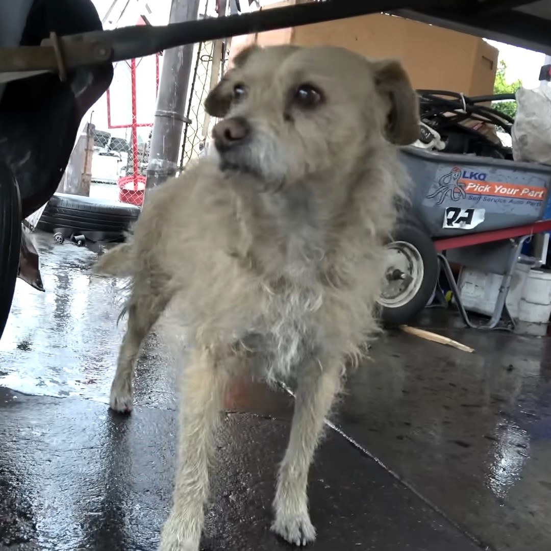 dog between cars standing