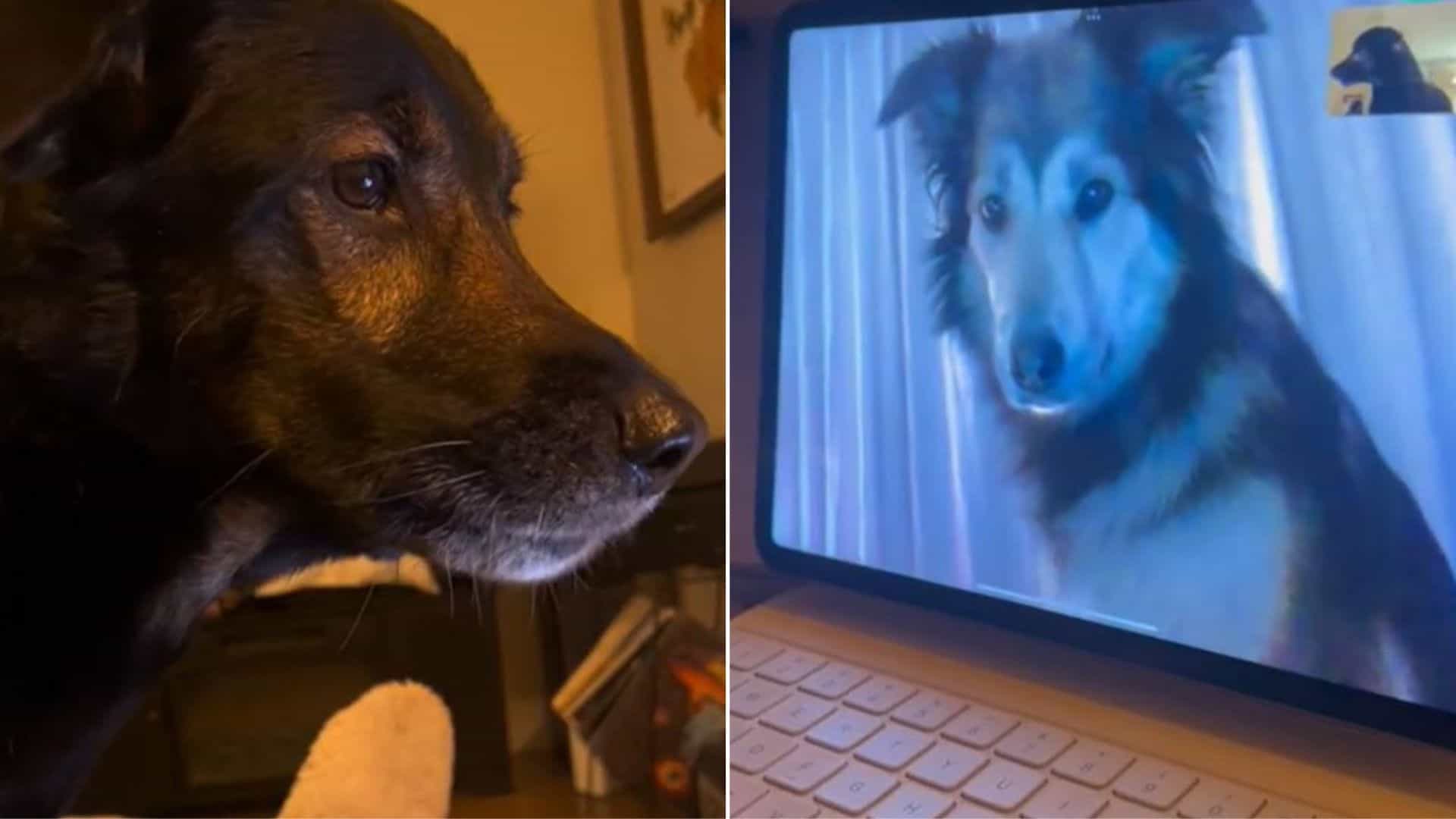 Dog BFFs Stay In Touch Via FaceTime After Moving To Different States 