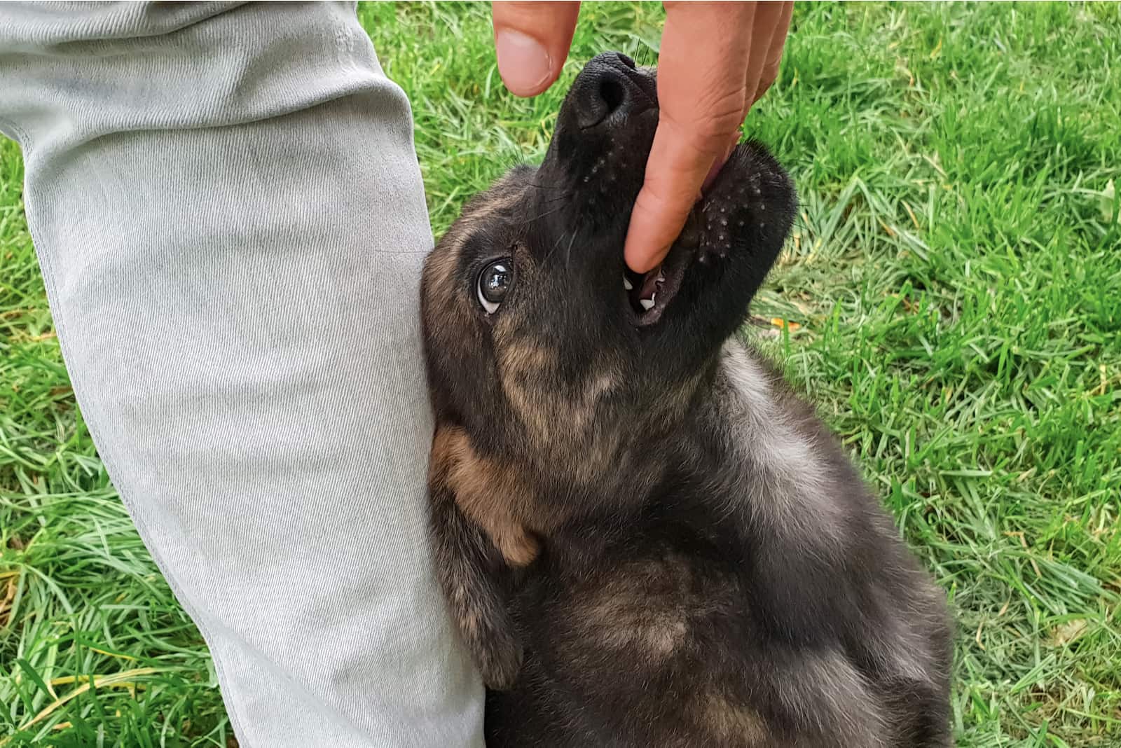 dog biting owners hand outside