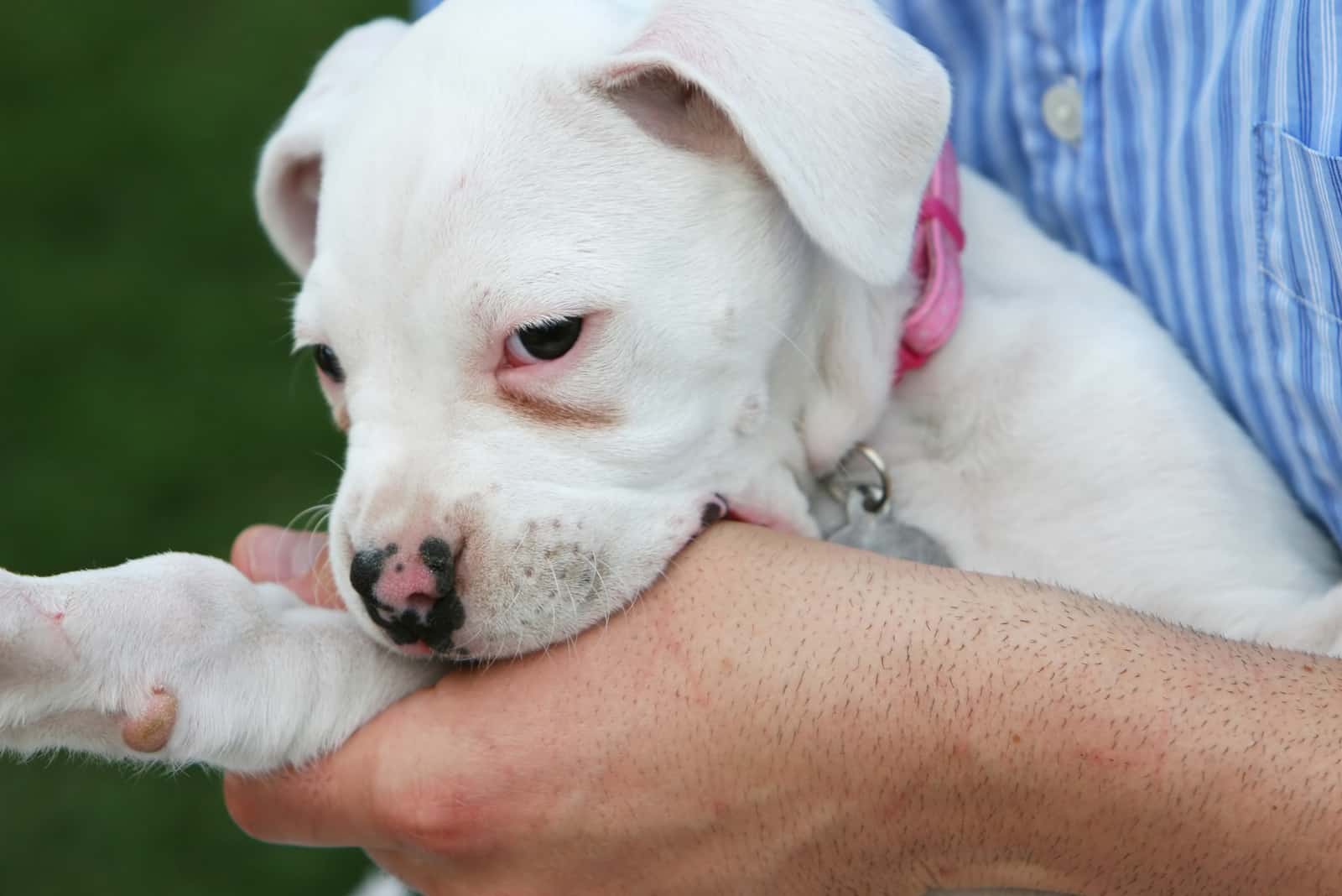 dog biting owners hand